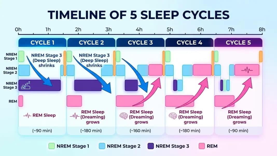 Diagram showing 5 sleep cycles across a full night on a horizontal timeline, with dark blue blocks representing Stage 3 slow-wave sleep decreasing in length from cycle 1 to cycle 5, and light blue REM blocks increasing in length from cycle 1 to cycle 5, cycle boundaries marked with vertical dotted lines, and labels on the right showing total REM percentage and total deep sleep percentage for the night